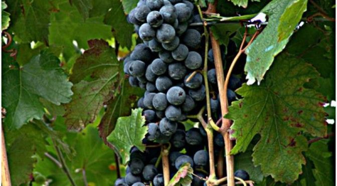 L’altro rosso campano: il Piedirosso