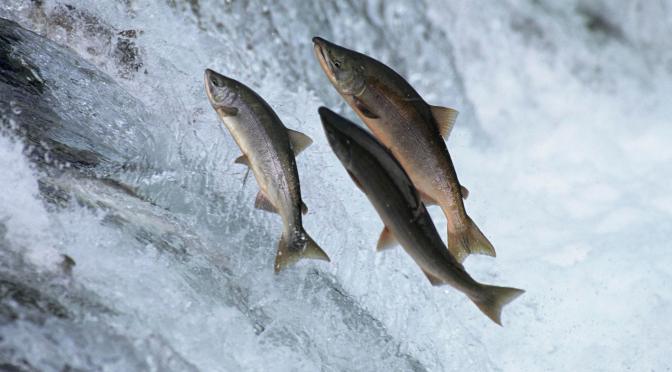 Apologia golosa del salmone