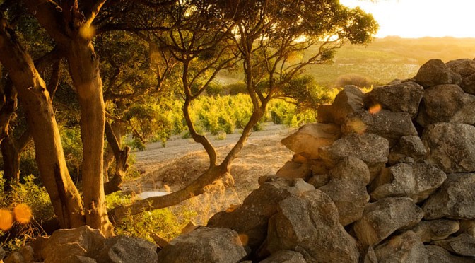 La Sardegna vinicola di Dettori
