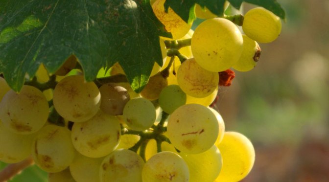 la disfida del Vermentino