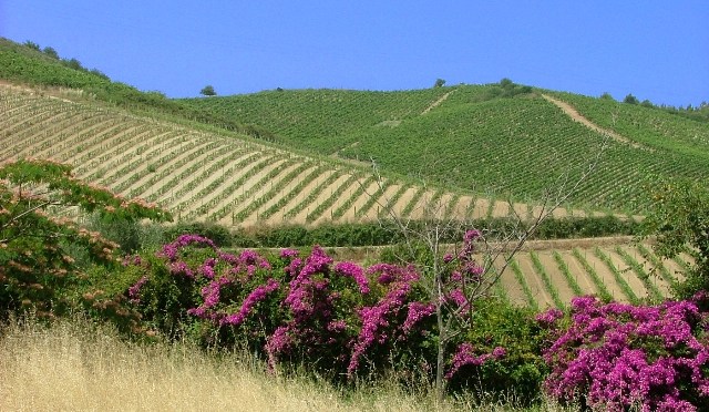 Dalla Calabria con sapore