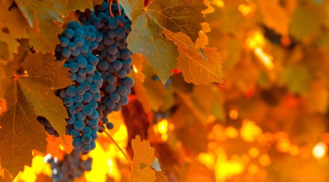 Corso sulla conoscenza e la degustazione del vino