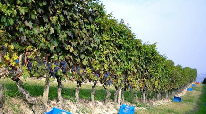 Azelia, fuoriclasse del Barolo