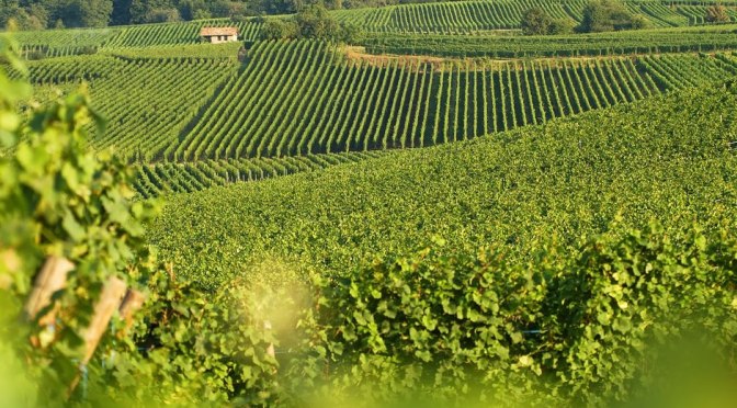 Le ambrosie alsaziane di Gustave Lorentz