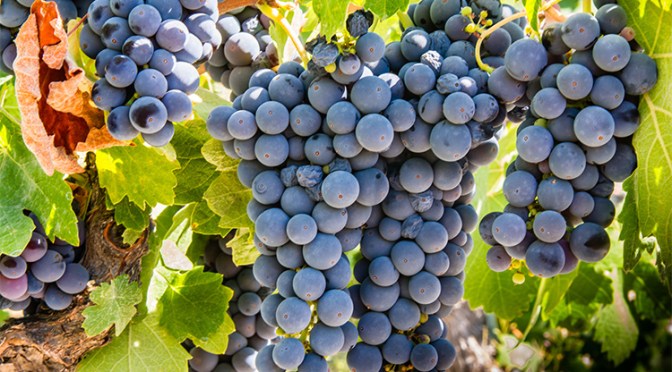 L’inebriante sinfonia del Sangiovese