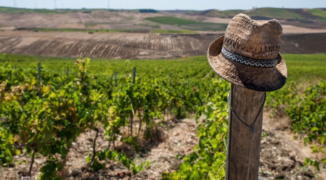 Dal Nero d’Avola al Nerello Mascalese: alla scoperta del vigneto Sicilia, in compagnia di Firriato