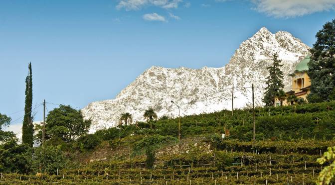 Le ambrosie altoatesine della Cantina di Merano